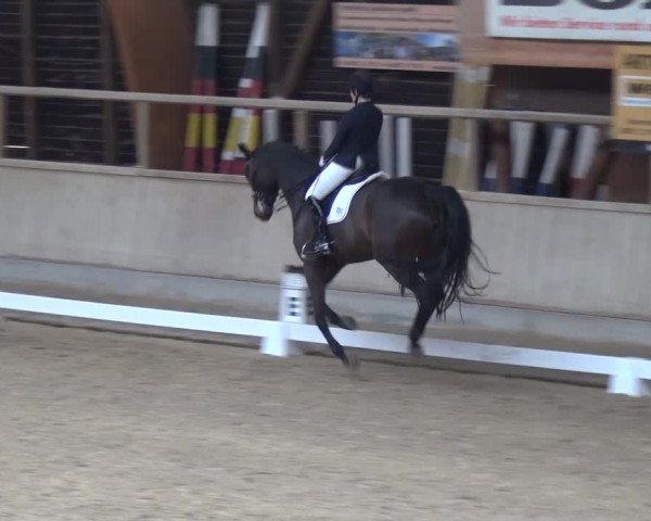 Reitturnier Heidelberg-Kirchheim 2017