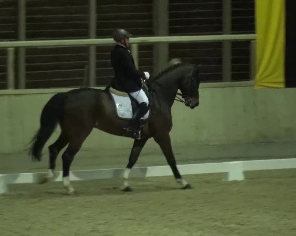 Reitturnier Heidelberg-Kirchheim 2017