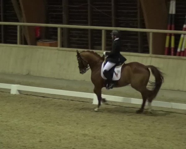 Reitturnier Heidelberg-Kirchheim 2017