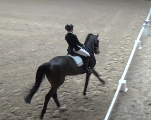 Reitturnier Heidelberg-Kirchheim 2017
