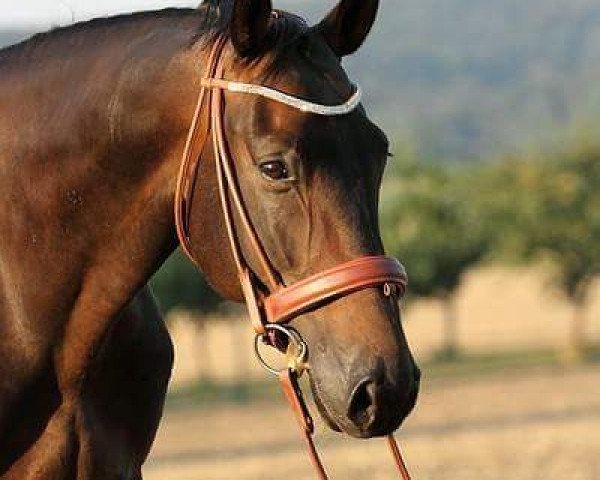 horse Jasper (German Sport Horse, 2008, from Shadow Jumper)