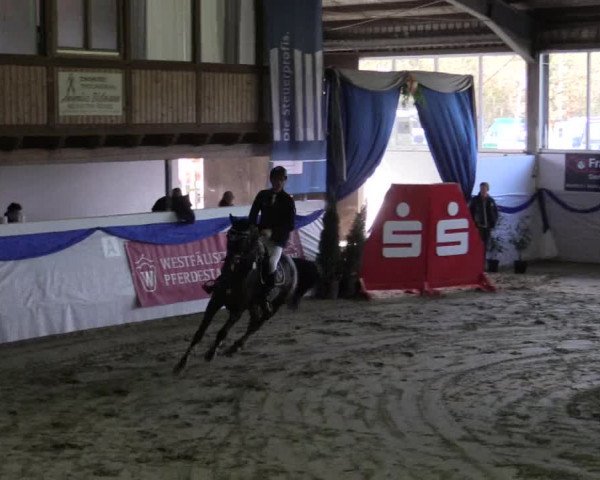 Hallenspringturnier Münster-Albachten 2017