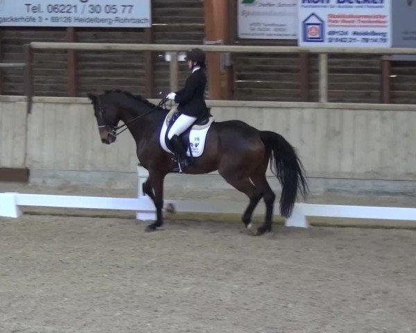 Reitturnier Heidelberg-Kirchheim 2017