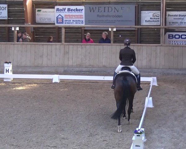 Reitturnier Heidelberg-Kirchheim 2017