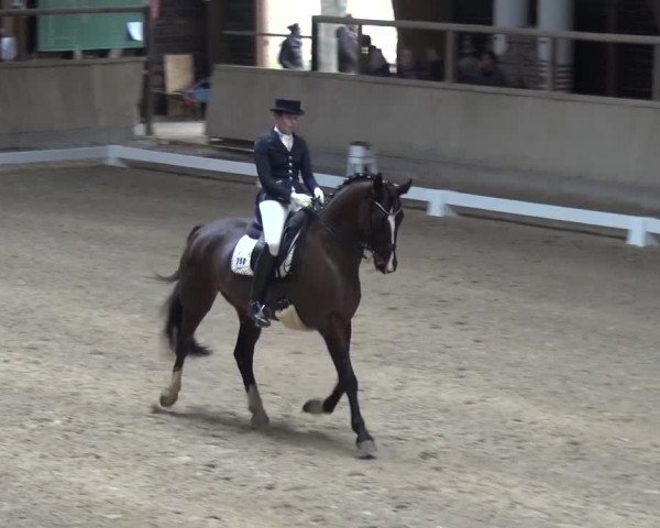Reitturnier Heidelberg-Kirchheim 2017