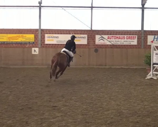 Reitturnier Lembeck 2017