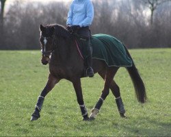 Springpferd Captain's Nase (Westfale, 2008, von Captain Fire)
