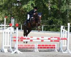 jumper Préférée B (Hanoverian, 2012, from Perigueux)