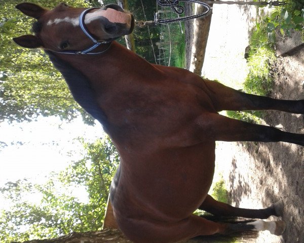 horse Jeanette (German Riding Pony, 1998, from Mac Geyver)