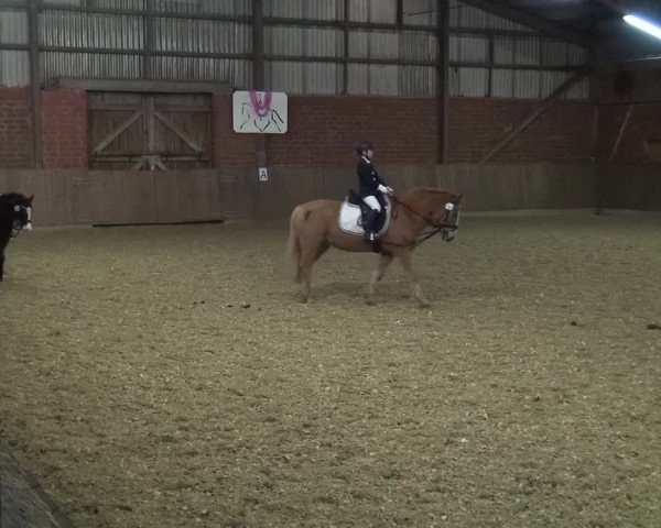 Reitturnier Lembeck 2017