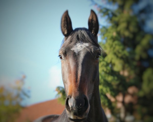 horse Galaxy Top (Hanoverian, 2015, from Grey Top)