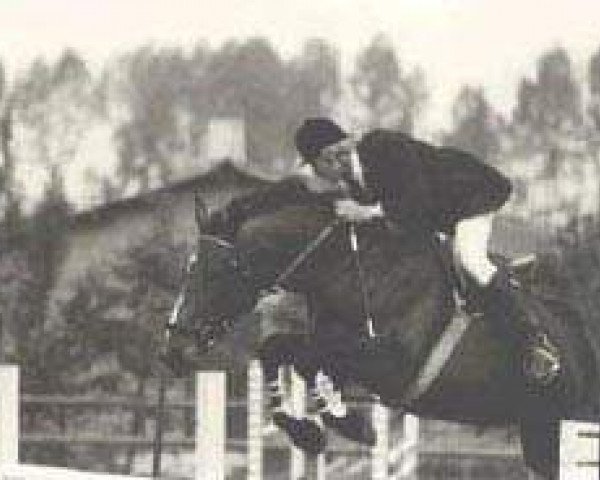 broodmare Loteusi (KWPN (Royal Dutch Sporthorse), 1970, from Uppercut xx)