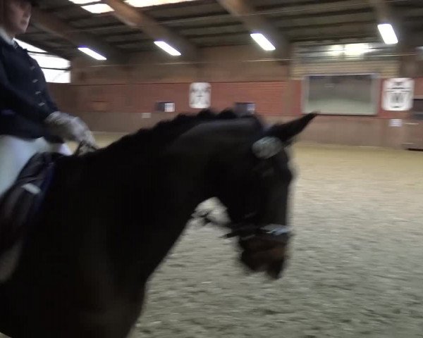 Reitturnier Lembeck 2017