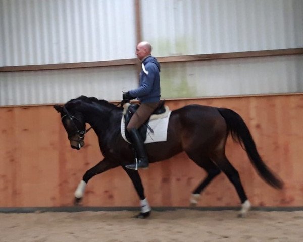 horse Stute von Livaldon/Lauries Crusador (Hanoverian, 2015, from Livaldon)