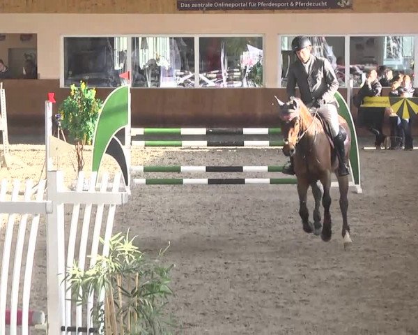 Reitturnier Dettingen 2017