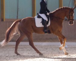 dressage horse Sir William Wallace (Austrian Warmblood, 2008, from Solist)