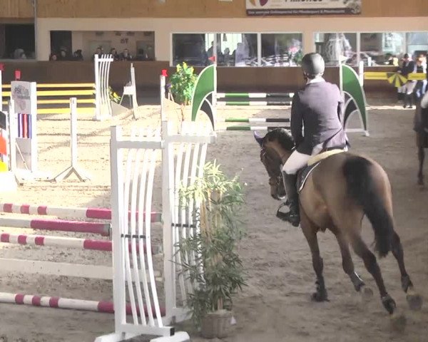 Reitturnier Dettingen 2017