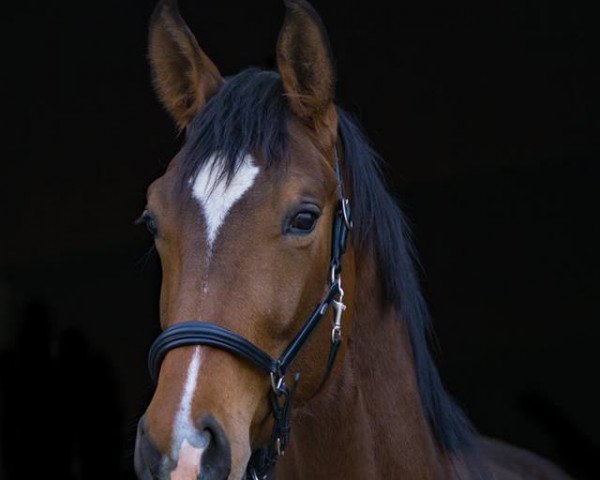 horse Frau Disney (Hanoverian, 2014, from Tannenhof's Fahrenheit)