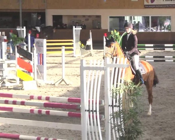 Reitturnier Dettingen 2017