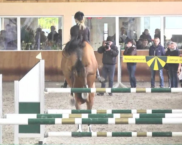 Reitturnier Dettingen 2017