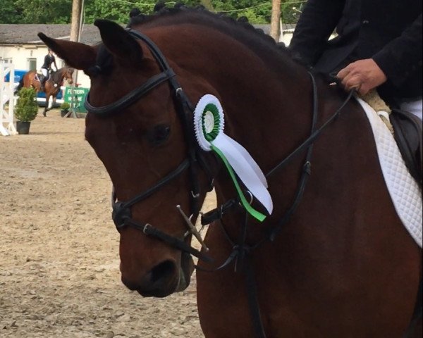 jumper Cara Concordia Z (KWPN (Royal Dutch Sporthorse), 2012, from Chellthago Z)