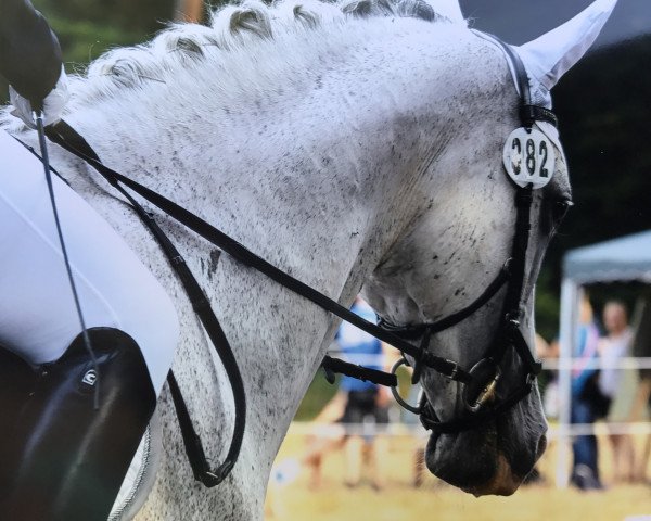 Dressurpferd Serafino 19 (Deutsches Reitpferd, 2004, von Shagay) Dressurpferd Serafino 19 (Deutsches Reitpferd, 2004, von Shagay)