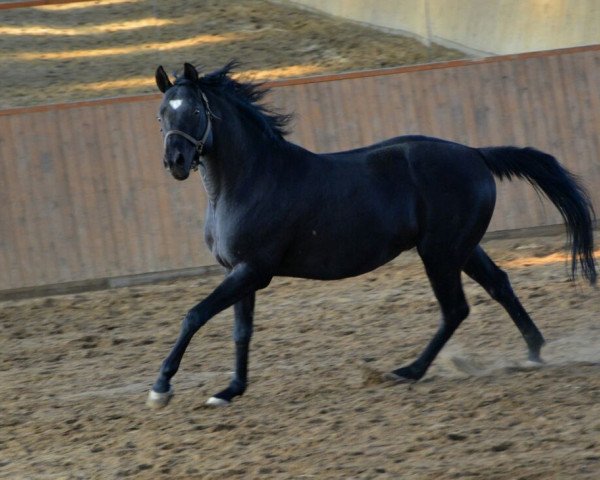 Pferd Ronaldo's Heartbreaker (Trakehner, 2004, von Hibiskus)