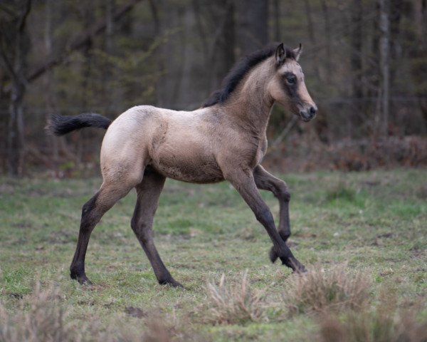 horse Glaskopf Ioe (Connemara Pony, 2021, from Glaskopf Iwyn)