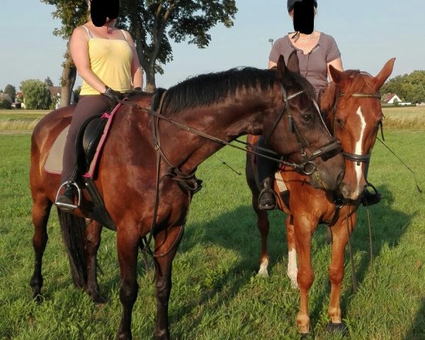 Pferd Placido 50 (Brandenburger, 2001, von Paradiesvogel)