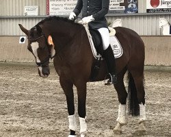 Springpferd Countdown 70 (Rheinländer, 2013, von Cascadello)