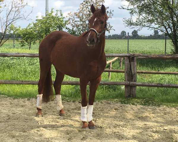 horse Lady Lou 138 (Hanoverian, 2014, from Livaldon)