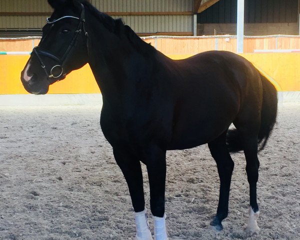 broodmare Seerose 39 (Oldenburg, 2008, from Sandro Hit)