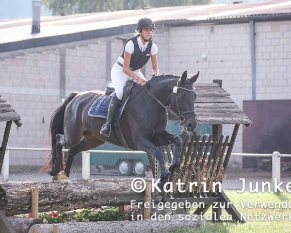 Springpferd Escada 285 (Holsteiner, 2012, von Catoo)