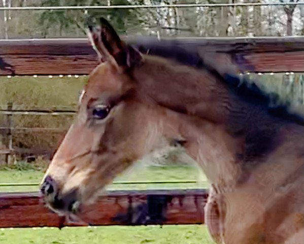 horse Clarinella de Revel ZD (Holsteiner, 2021, from Clarimo Ask)