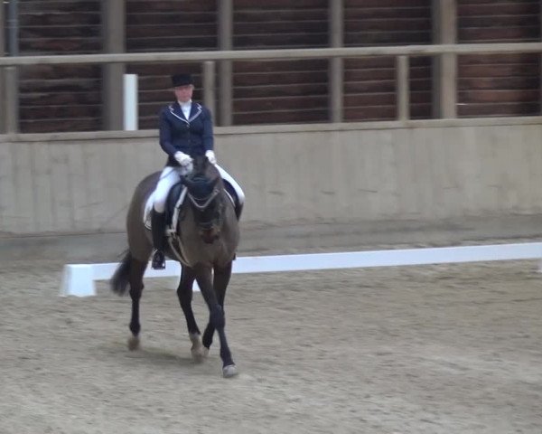 Reitturnier Heidelberg-Kirchheim 2017