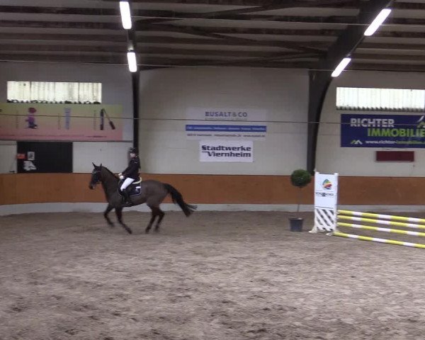 Reitturnier Viernheim 2017