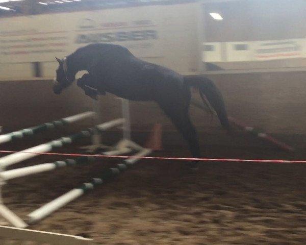 horse Boonster AK (Hanoverian, 2014, from Fürstenball)