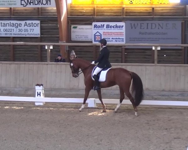 Reitturnier Heidelberg-Kirchheim 2017