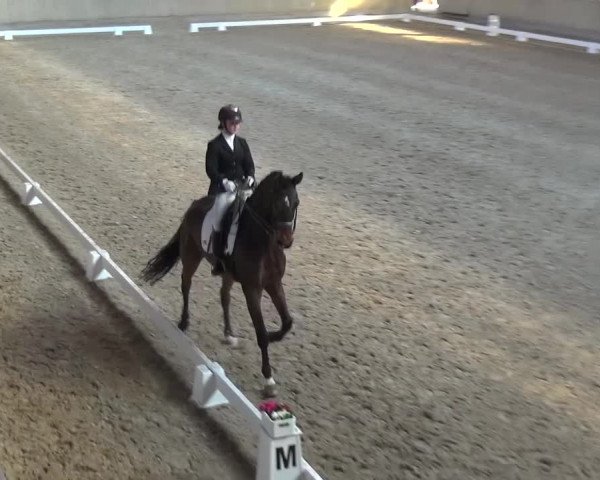 Reitturnier Heidelberg-Kirchheim 2017