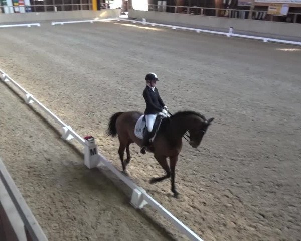 Reitturnier Heidelberg-Kirchheim 2017