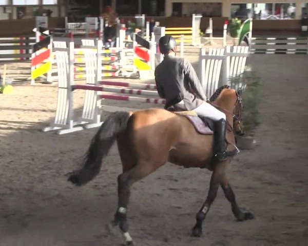 Reitturnier Dettingen 2017