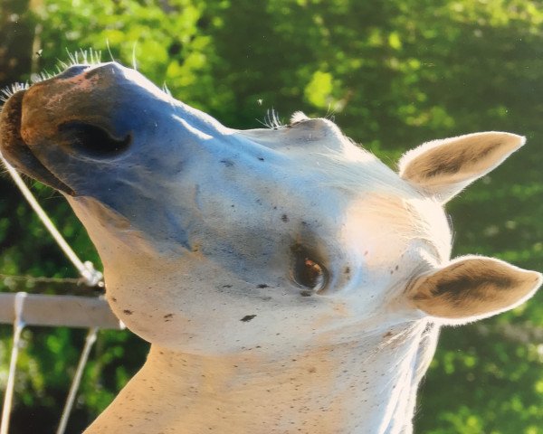 Pferd Alata (Sachse, 1998, von Sonnenstrahl 3417)