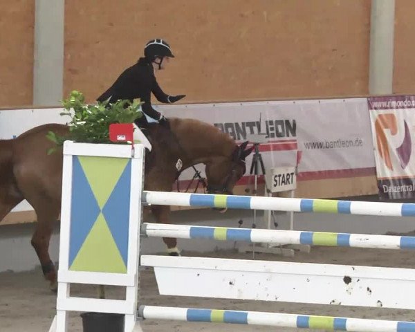 Reitturnier Illertissen 2017