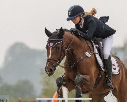 jumper Fabima C (Holsteiner, 2013, from Catoki)