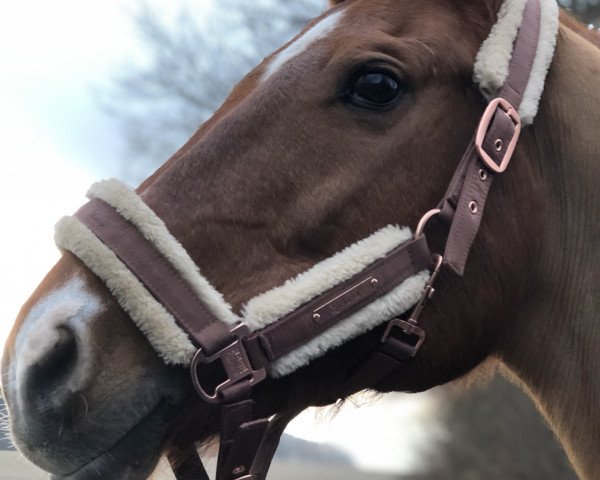 broodmare Wesperance M (Holsteiner, 2006, from Coriano)