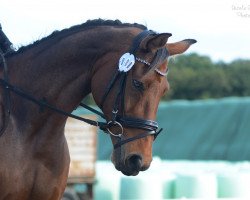 Cavallo da Dressage Calimero (Cavallo Sportivo Tedesco, 2006, di Carat 99)