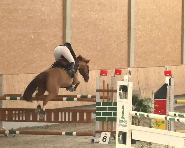 Reitturnier Illertissen 2017