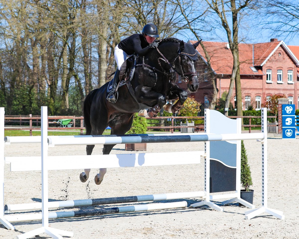 Deckhengst Air King (KWPN (Niederländisches Warmblut), 2014, von Air Jordan Z)