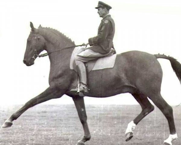 stallion Bill Biddle (Trakehner, 1942, from Airolo xx)