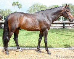 jumper Fanlac (Danish Warmblood, 2010, from Arizona)